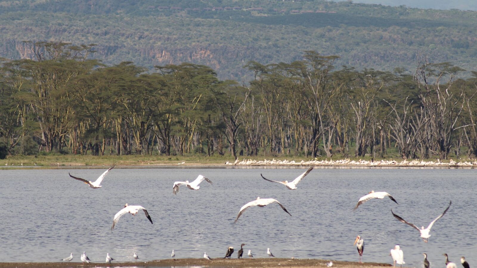A flock of pelicans gracefully fly above Lake Nakuru, Kenya, surrounded by lush greenery.