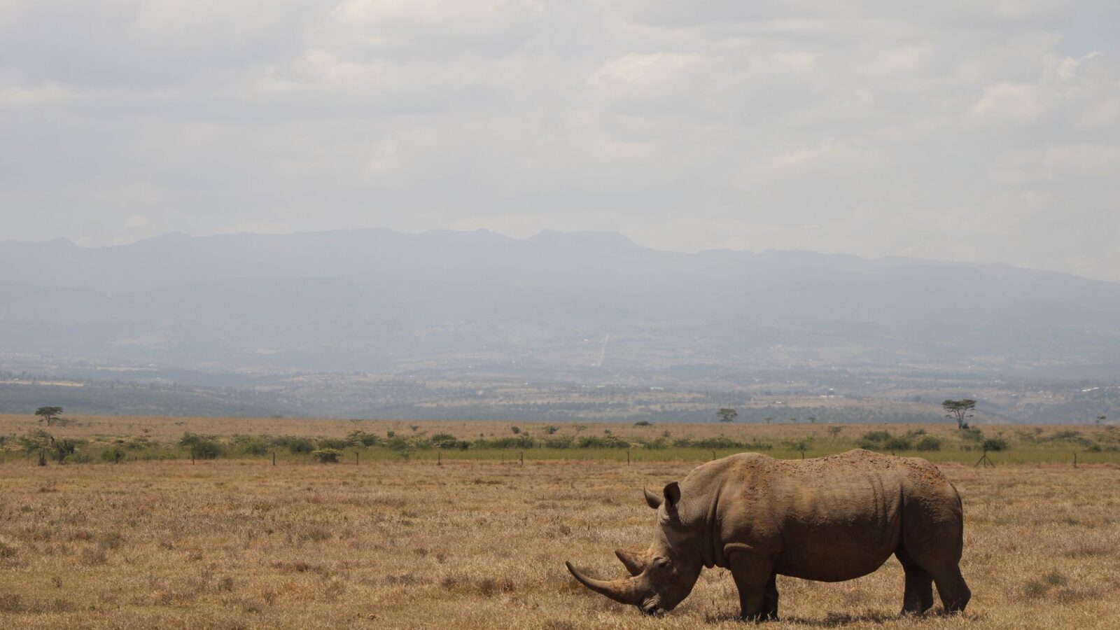 A wild rhino grazes in the open savanna of Laikipia, Kenya under a vast sky.