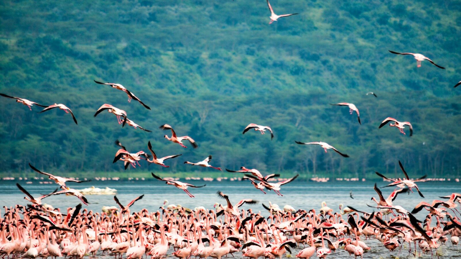 A stunning flock of flamingos at Lake Nakuru in Kenya, showcasing vibrant plumage against lush greenery.
